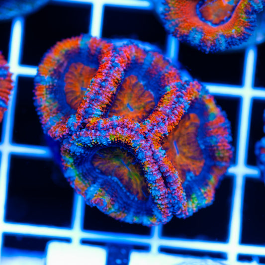 Aussie Rainbow Acan #3