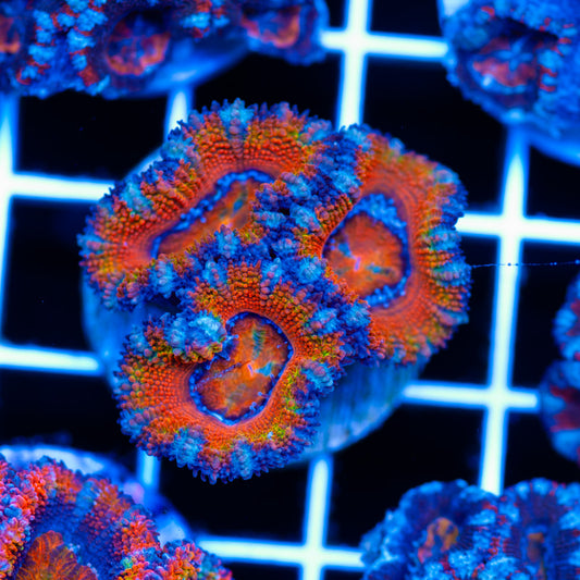 Aussie Rainbow Acan #4