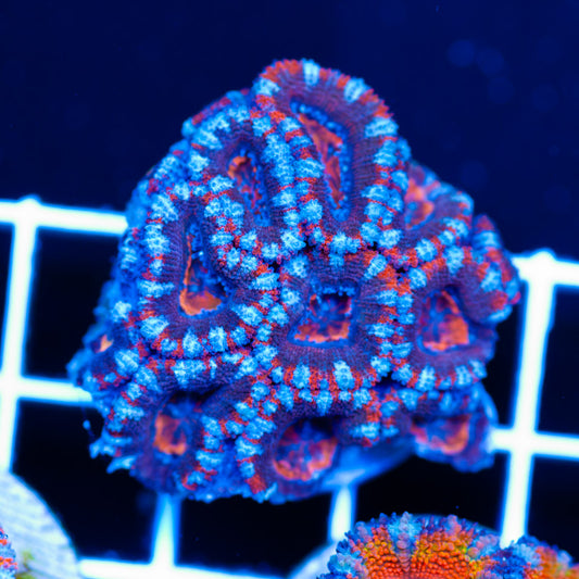 Awesome Aussie Acan #4