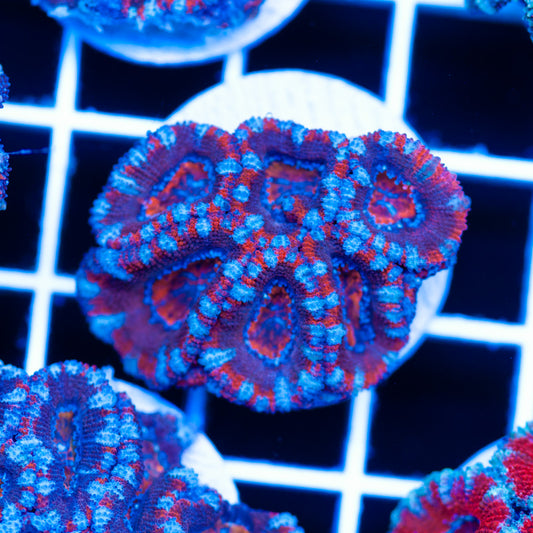 Awesome Aussie Acan #5