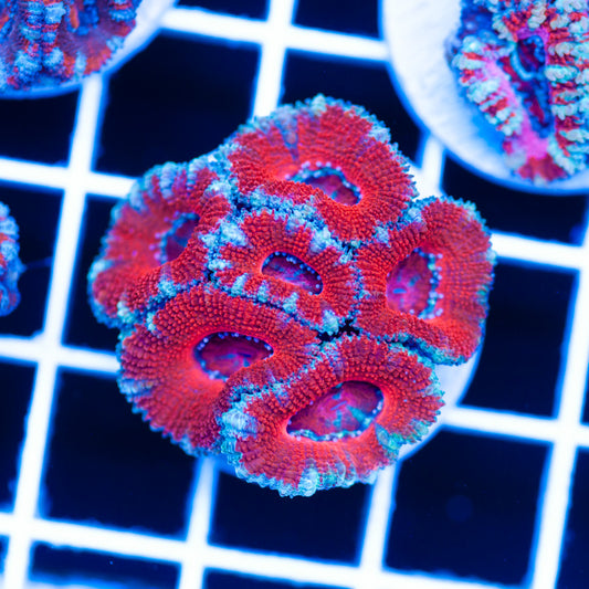 Awesome Aussie Acan #6