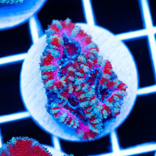Awesome Aussie Acan #7