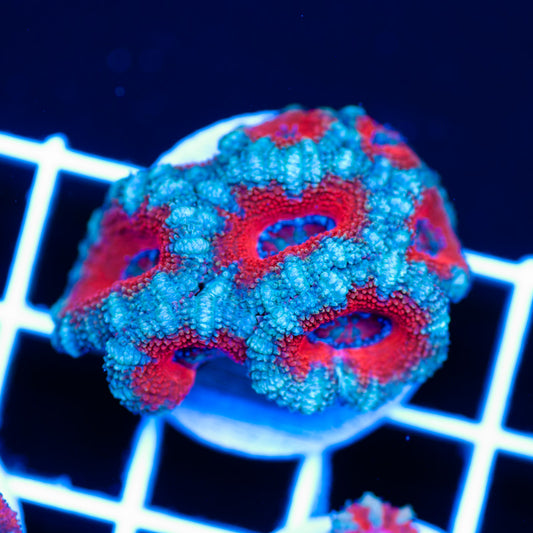 Awesome Aussie Acan #8