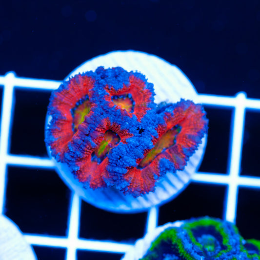 Aussie Rainbow Acan #5