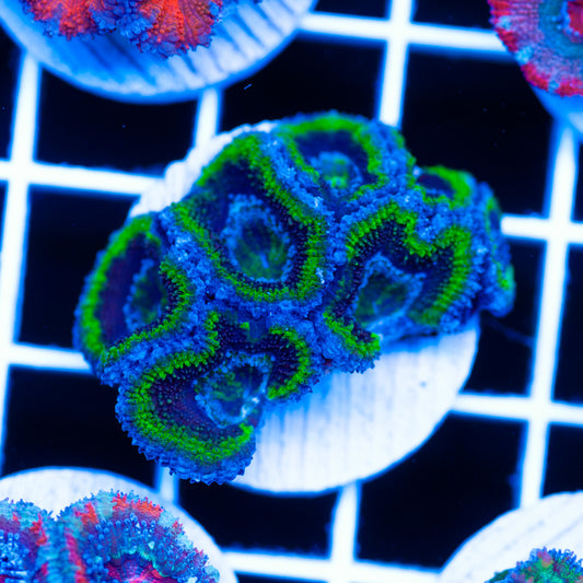 Awesome Aussie Acan #9