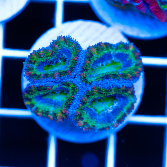 Awesome Aussie Acan #11