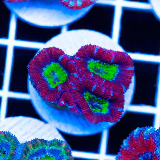 Aussie Evil Eye Acan