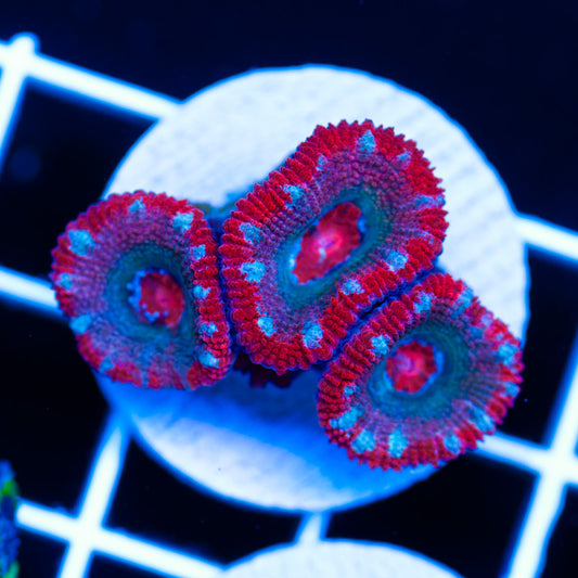 Awesome Aussie Acan #12