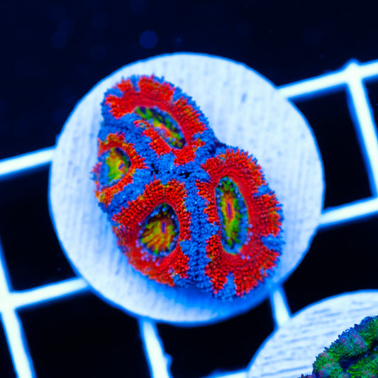 Aussie Rainbow Acan #6
