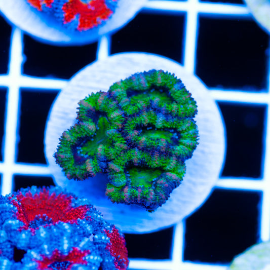 Awesome Aussie Acan #14