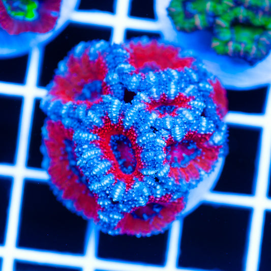 Awesome Aussie Acan #15