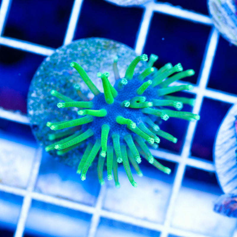 CC Weeping Willow Toadstool