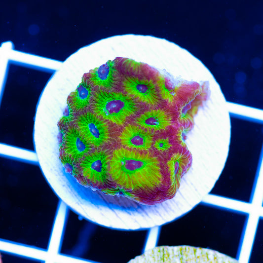 Spicy Lemon Favia