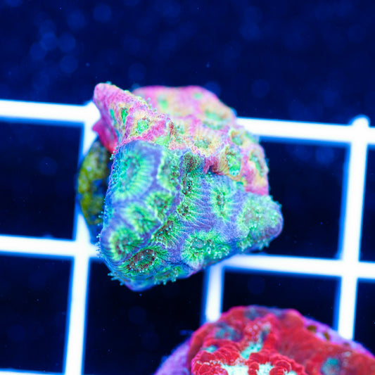 Two Face Dayglo Favia