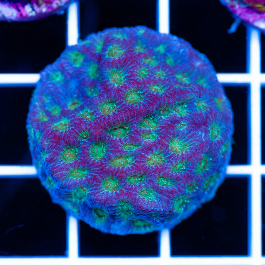 Daybleu Favia