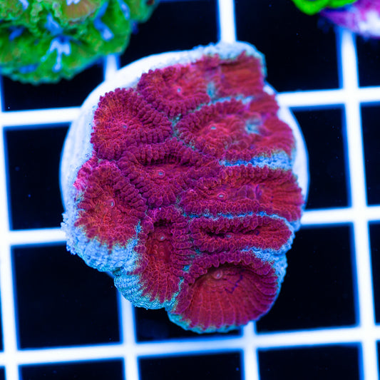 CC Blood Moon Favia