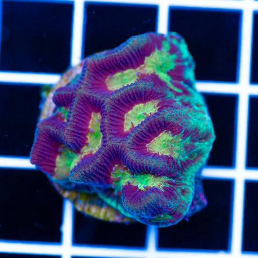 Aussie Rainbow Maze
