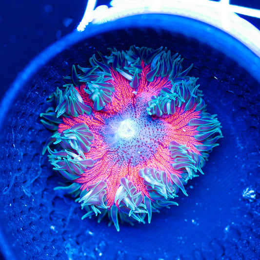 Flower Anemone #1