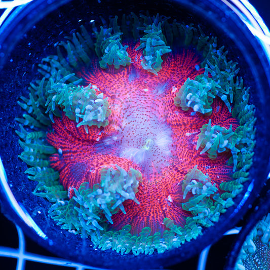 Flower Anemone #2