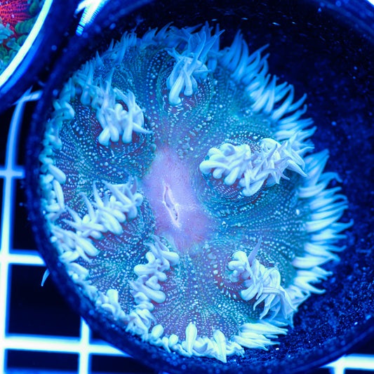 Flower Anemone #3