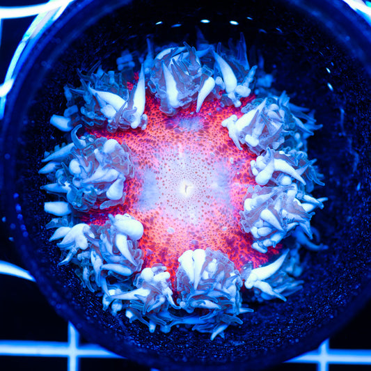 Flower Anemone #4