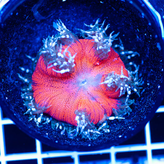 Flower Anemone #5