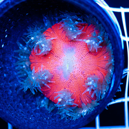 Flower Anemone #6