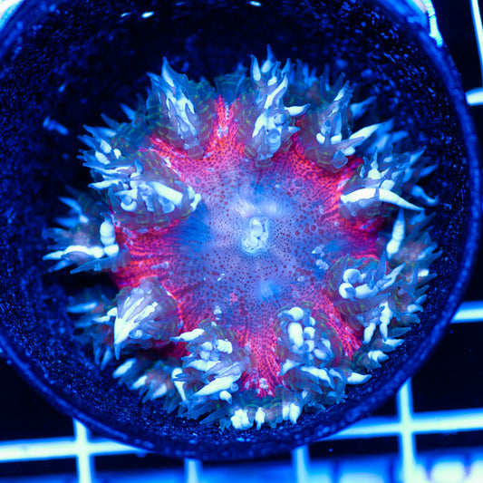 Flower Anemones #7