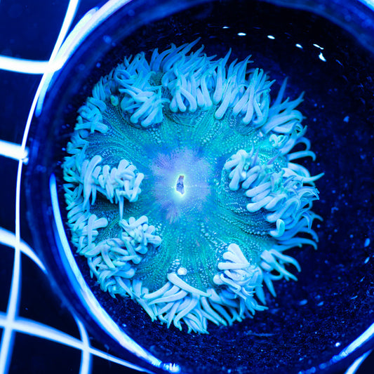 Flower Anemone #8