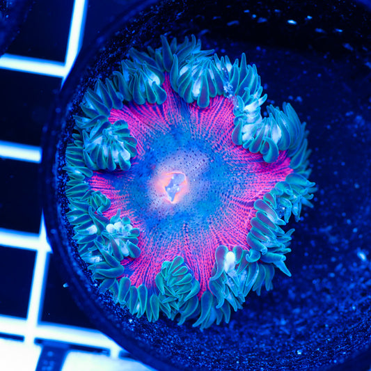 Flower Anemone #9