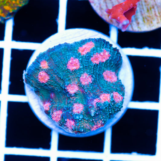 ARC Pink Mojito