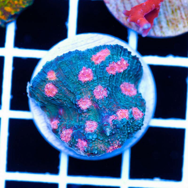 ARC Pink Mojito Chalice