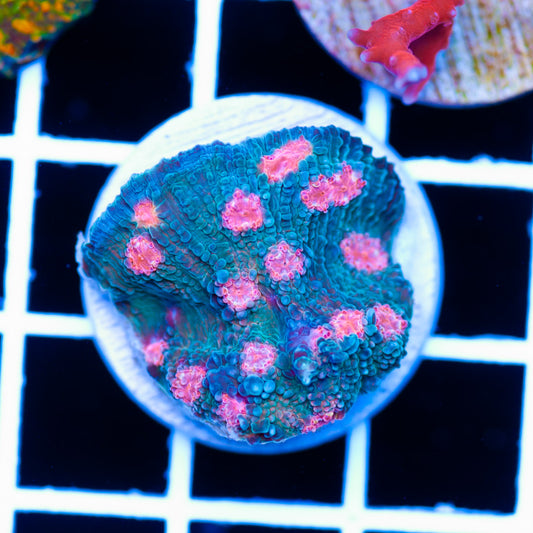 ARC Pink Mojito Chalice