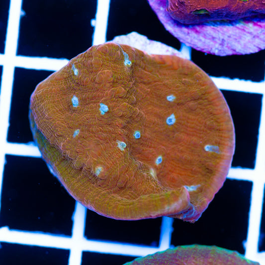 JF Orange Zombie