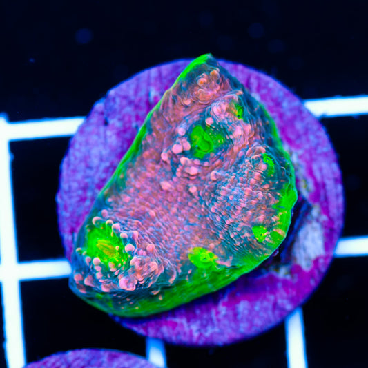 Pink Watermelone #1