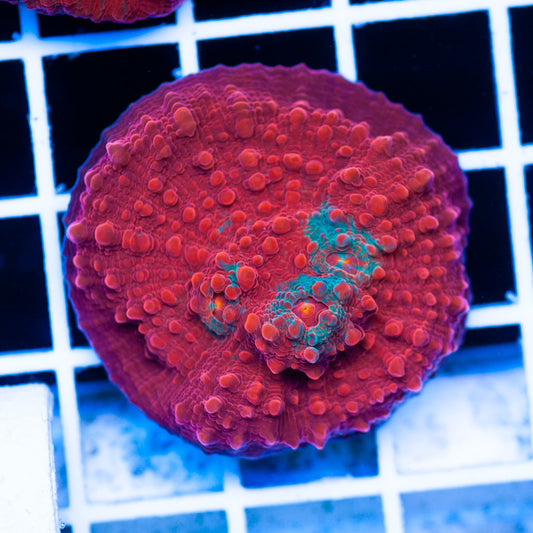 OG Red Gecko