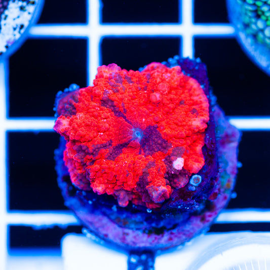 Deadpool Discosoma