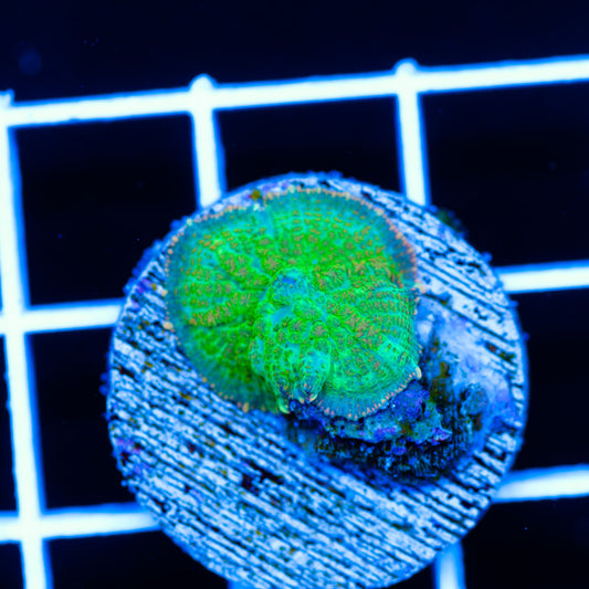 Radical Rhodactis #8
