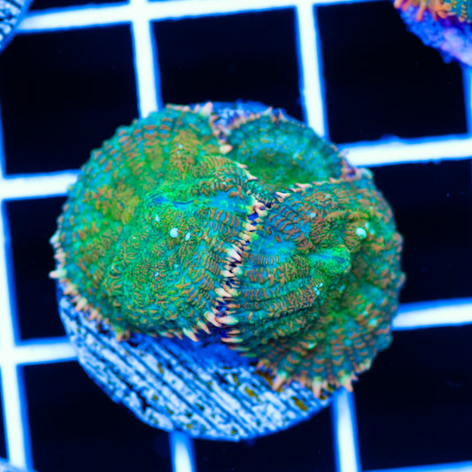 Radical Rhodactis #7