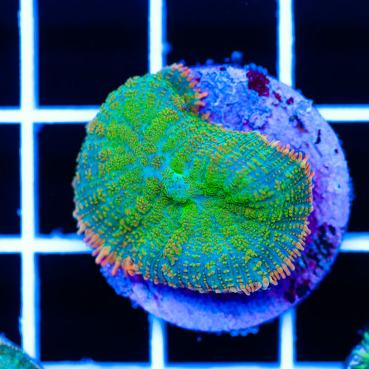 Radical Rhodactis #6