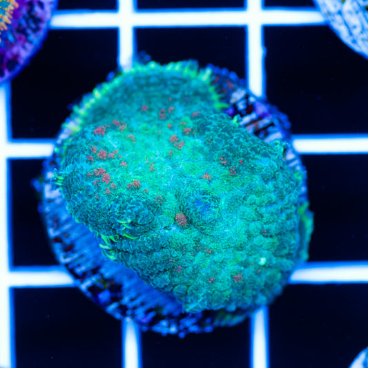 Radical Rhodactis #4