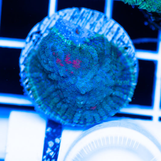 Radical Rhodactis #3