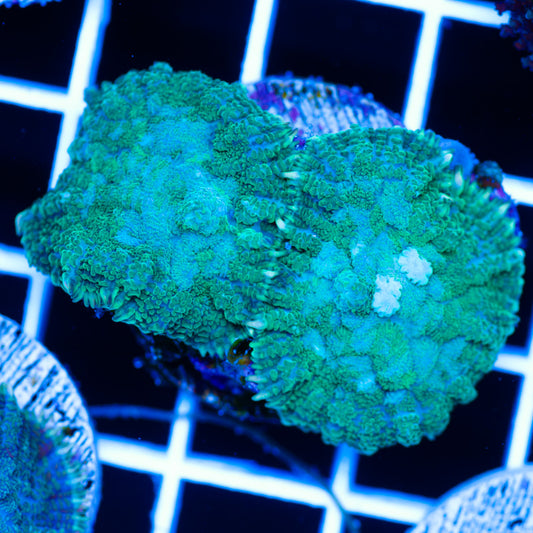 Radical Rhodactis #1