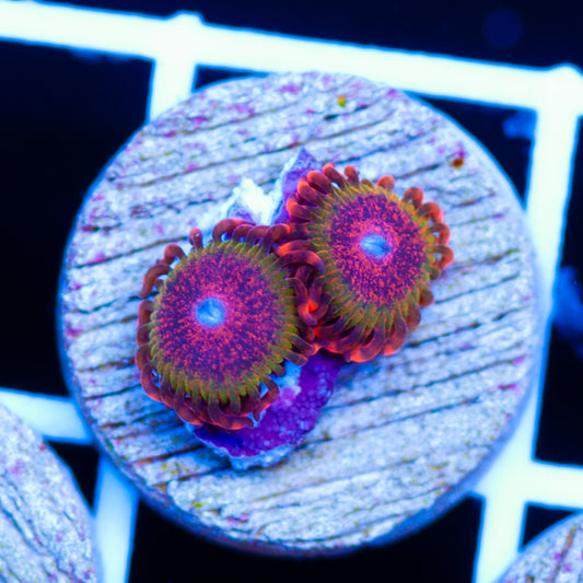Speckled Kraks #2