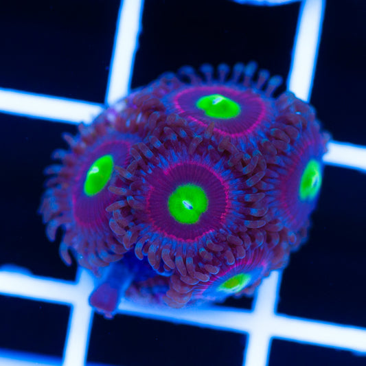 Bubblicious