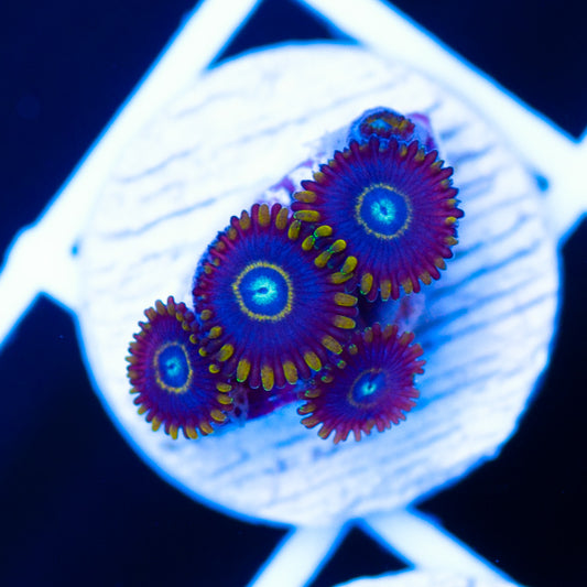 OG Blue Hornets #2
