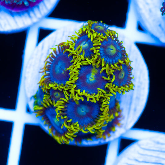 CC Bahama Blues #2
