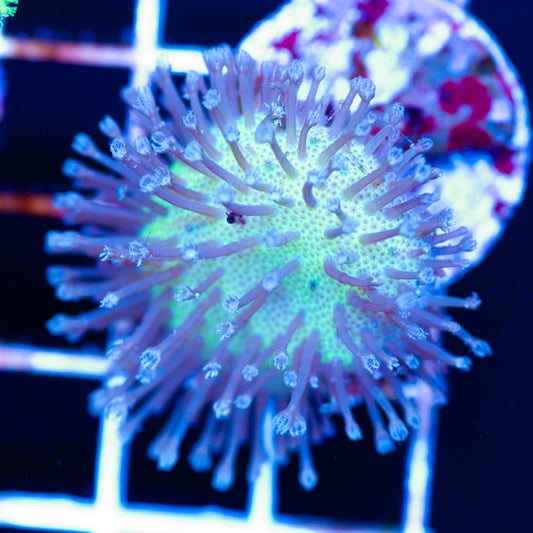 White Polyp Toadstool