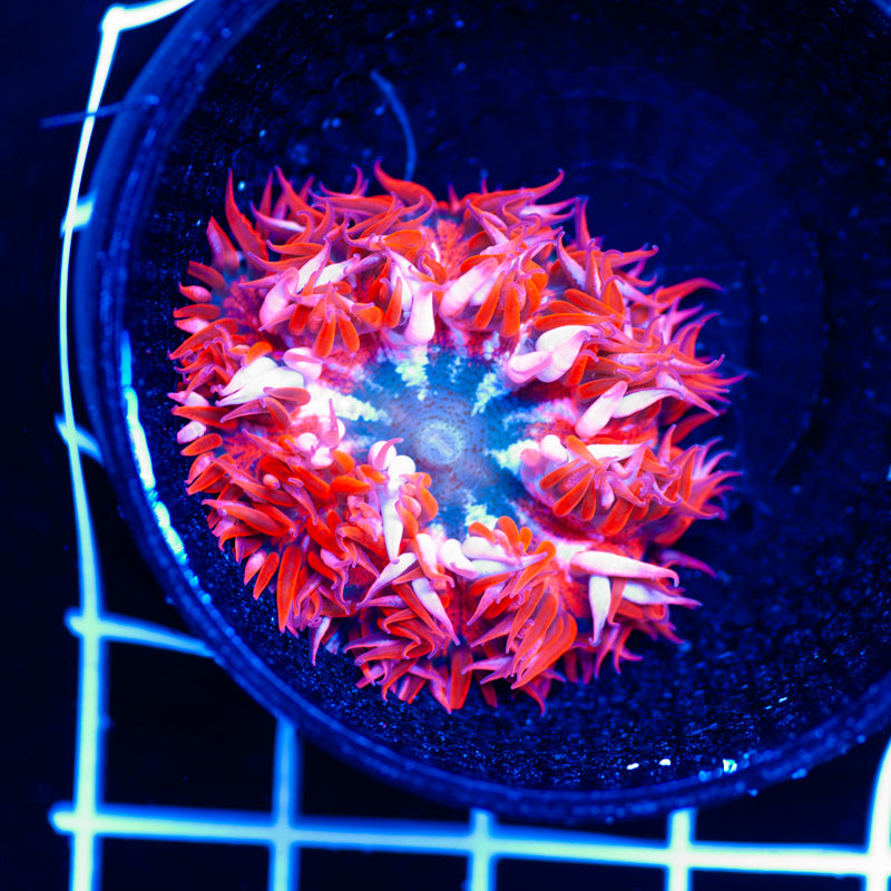 Flower Anemone #1