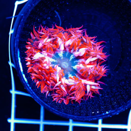 Flower Anemone #1
